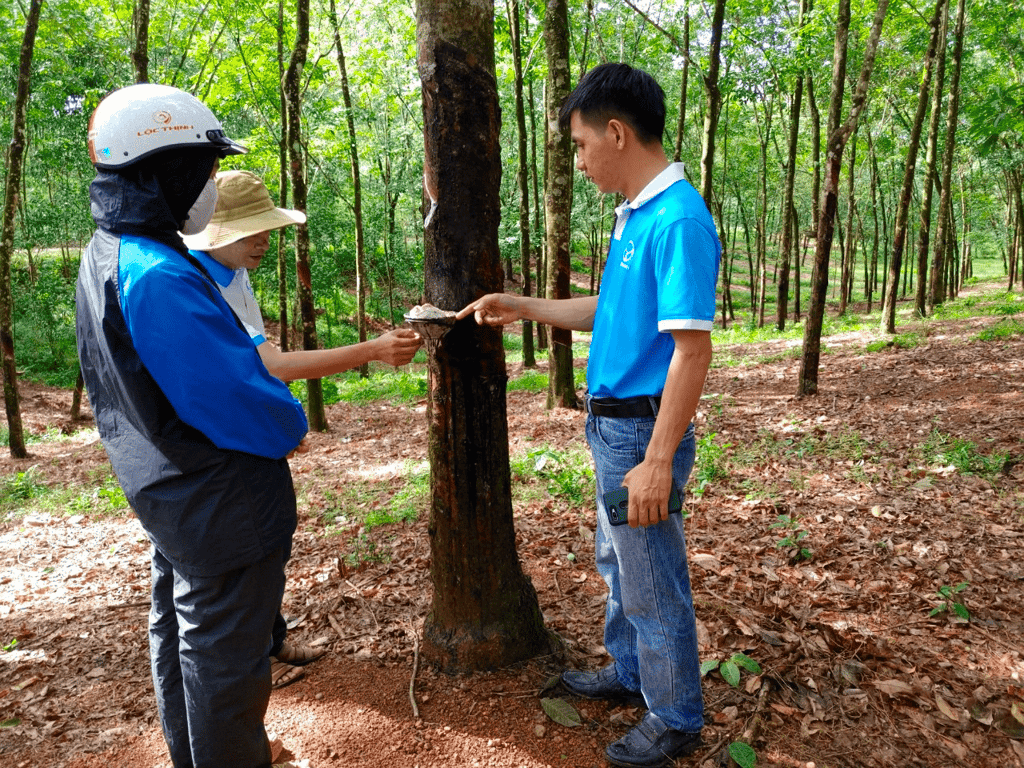 Huy Anh Rubber Co., Ltd. Bổ Nhiệm KOLTIVA Để Đạt Được Tuân Thủ Quy Định EUDR, Củng Cố Sự Hiện Diện Trên Thị Trường EU