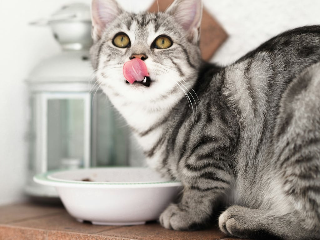 Berikut Ini Porsi Wet Food Harian untuk Kucing