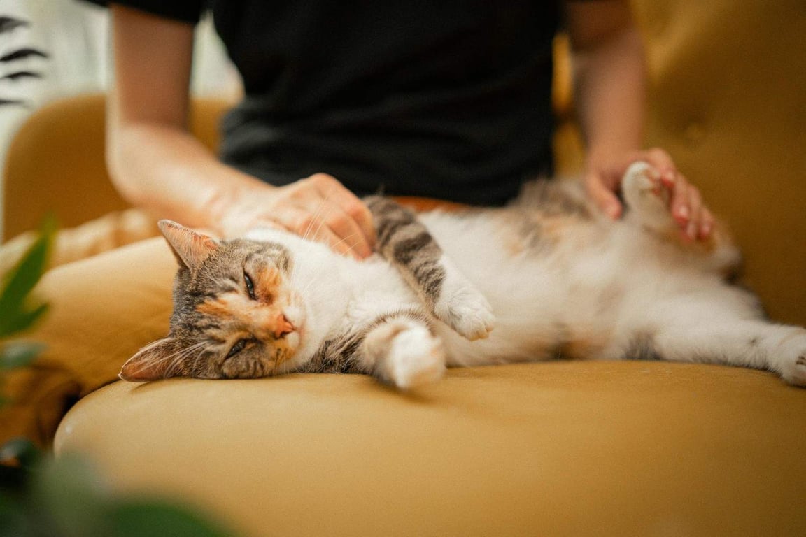 Posisi Tidur Kucing Ternyata Bisa Menunjukkan Kondisi dan Perasaannya